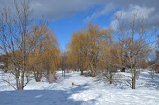 13th Jan 2013 - Winter Willows