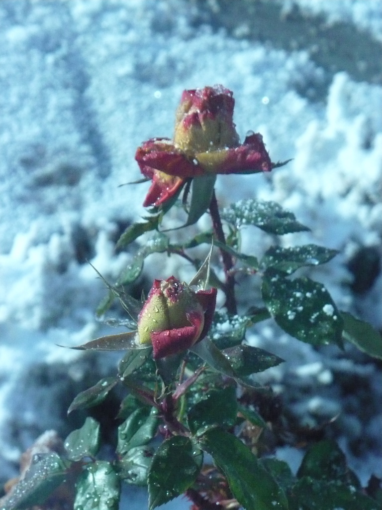 Roses in the Snow by pandorasecho