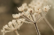 16th Jan 2013 - best frost EVER! cow parsley
