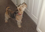 6th Jan 2013 - Alfie---come on , open this door !!!!