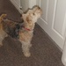 Alfie---come on , open this door !!!! by beryl