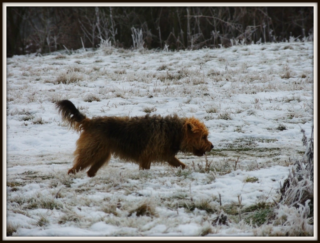 Shaggy Dog by rosiekind