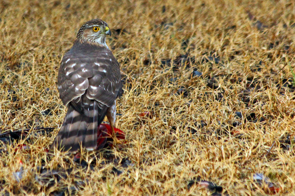   sharp shinned hawk with cardinal by milaniet