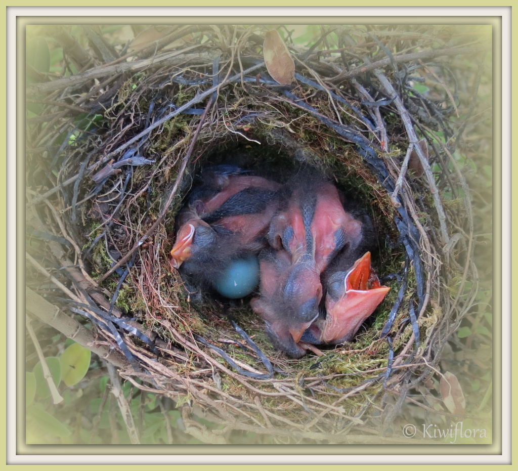Hedge Sparrow Nest by kiwiflora