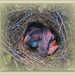 Hedge Sparrow Nest by kiwiflora