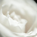 White Rose  by seanoneill