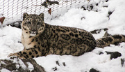 16th Jan 2013 - Snow Leopard 