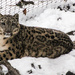 Snow Leopard  by cdonohoue
