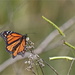 Hairy back Monarch  by sugarmuser