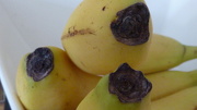 16th Jan 2013 - Bananas