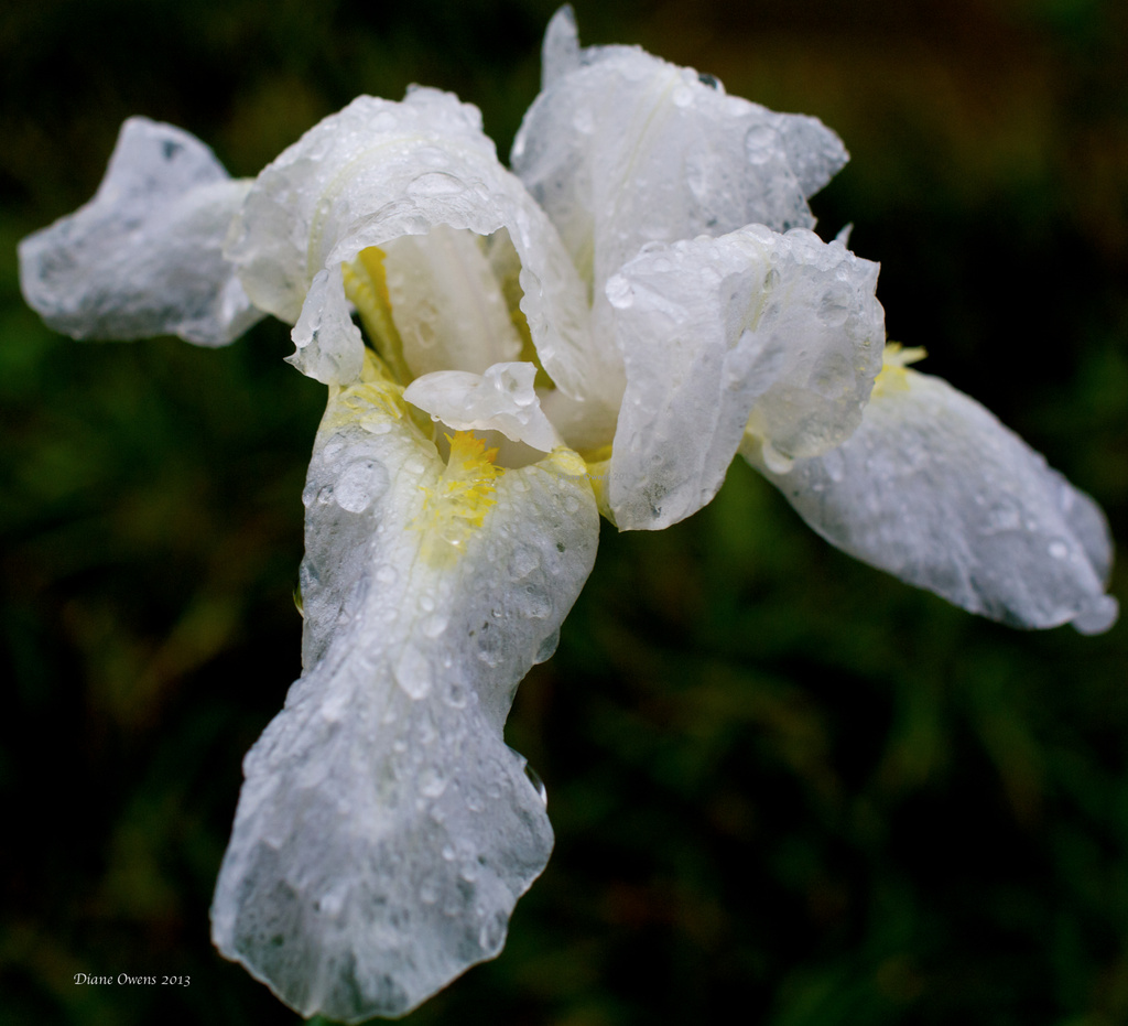 Frozen Flower by eudora