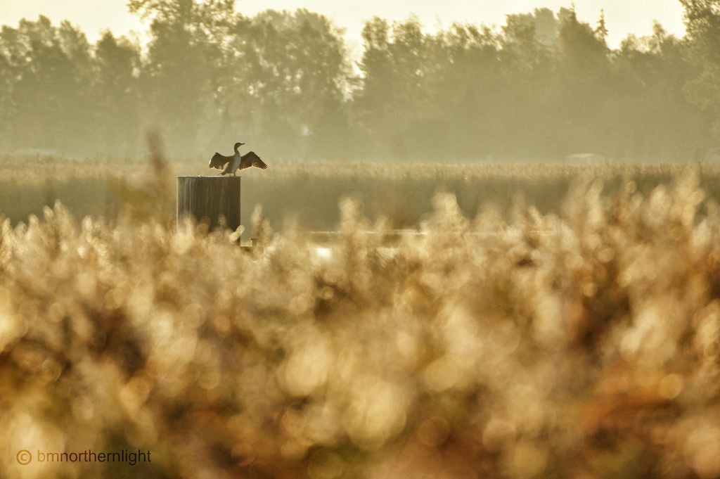 Posing in the morning sun by bmnorthernlight