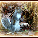 This little squirrely went to market by vernabeth