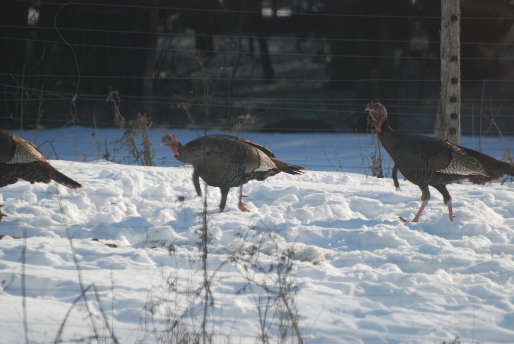 Turkeys by farmreporter