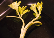 16th Jan 2013 - Wilted Celery