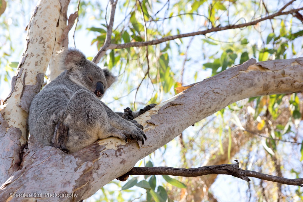 Sleepy koala by bella_ss