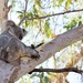 Sleepy koala by bella_ss