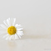 High key daisy by bella_ss