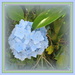 Pale Blue Hydrangea by kiwiflora
