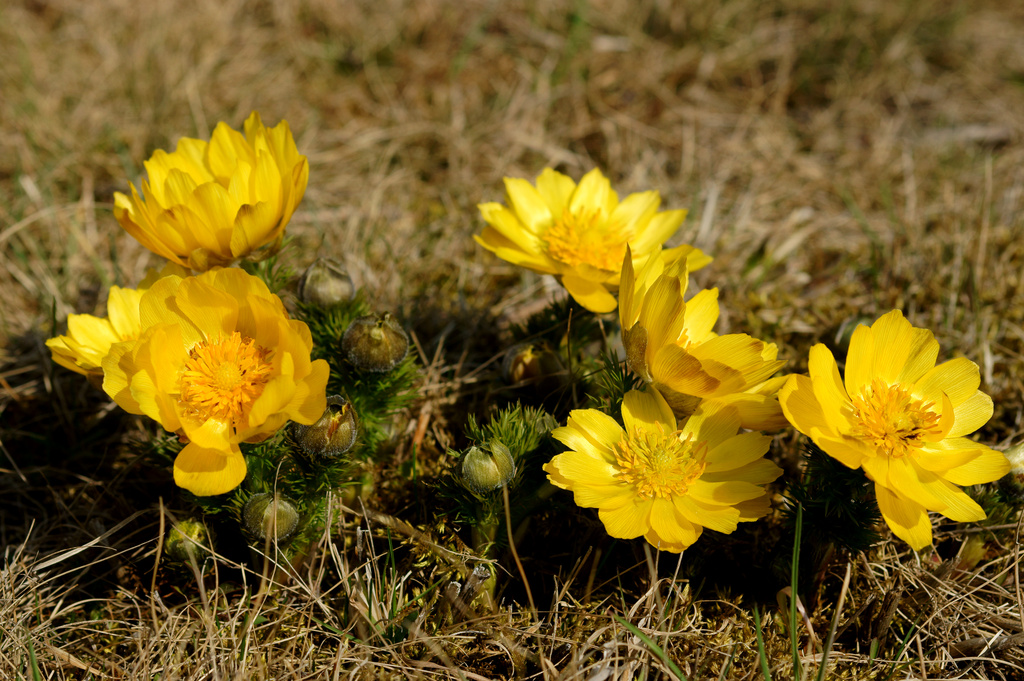 Adonis  by bmnorthernlight