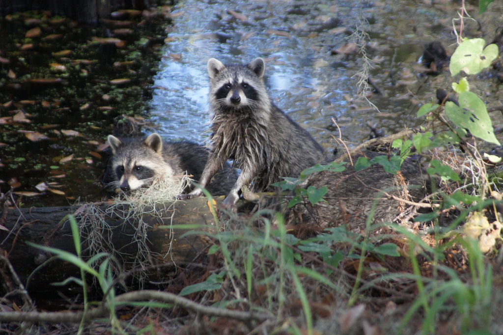 Racoons on 'Gator Alley by rob257