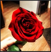 8th Jan 2013 - 01 single rose