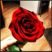 01 single rose by cassaundra