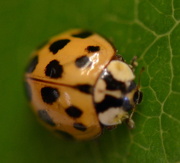 17th Jan 2013 - Ladybug