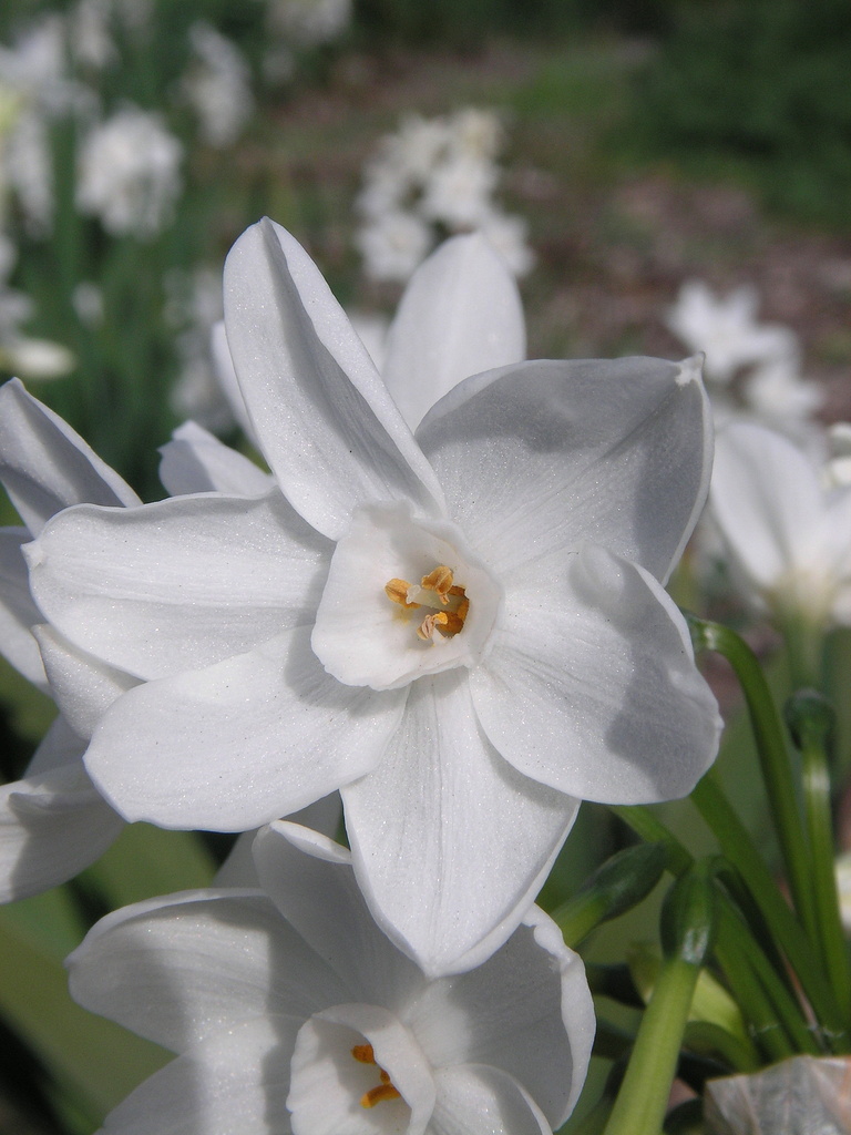 White Daffodil by pasadenarose