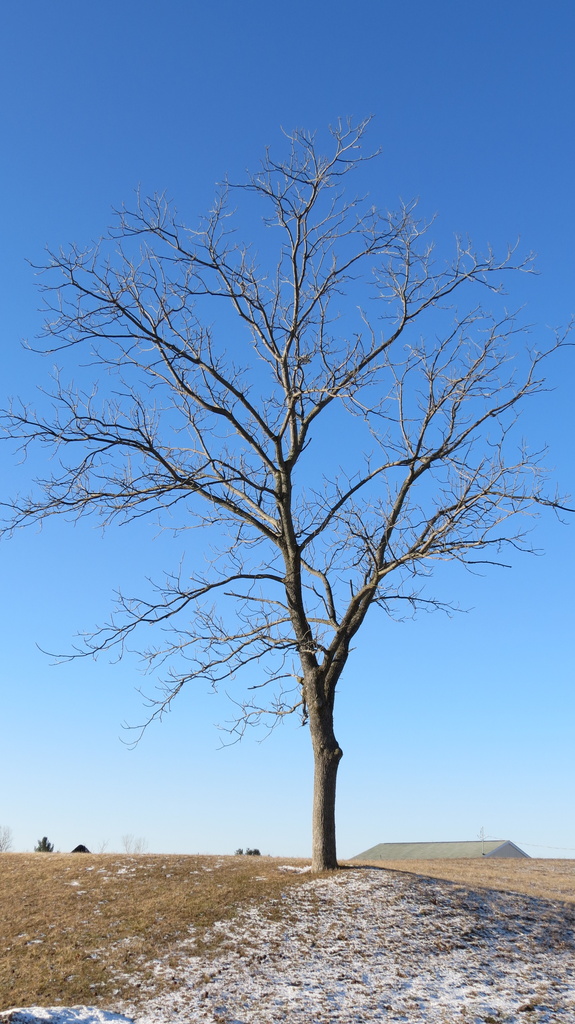 Solitary Walnut Tree by juliedduncan