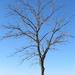 Solitary Walnut Tree by juliedduncan