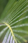 17th Jan 2013 - Palm Frond