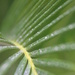 Palm Frond by darylo