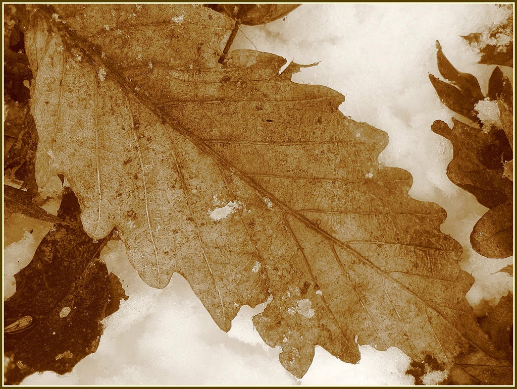 Leaf in the Snow by olivetreeann