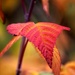 Leaf by jankoos