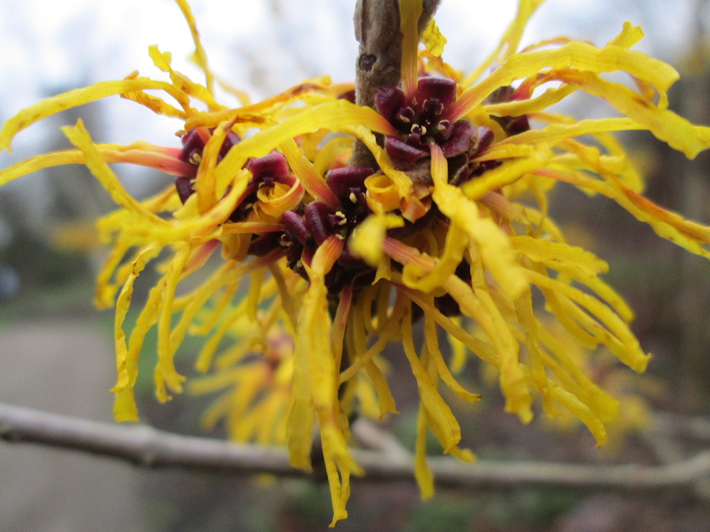 'story': witch hazel -'hamamelis bonny brook' by quietpurplehaze