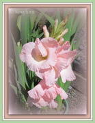 19th Jan 2013 - Pink Gladiolus