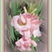 Pink Gladiolus by kiwiflora