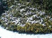18th Jan 2013 -  Winterwatch told us to check our gardens to see what is going on in the snow - this is what I found ....
