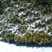  Winterwatch told us to check our gardens to see what is going on in the snow - this is what I found .... by jennymdennis