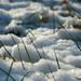 Snowy grass by nicoleterheide