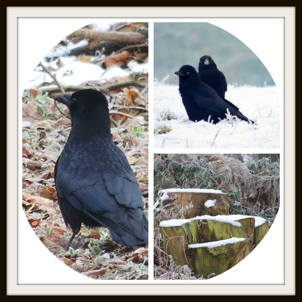 Rooks in the Park by rosiekind