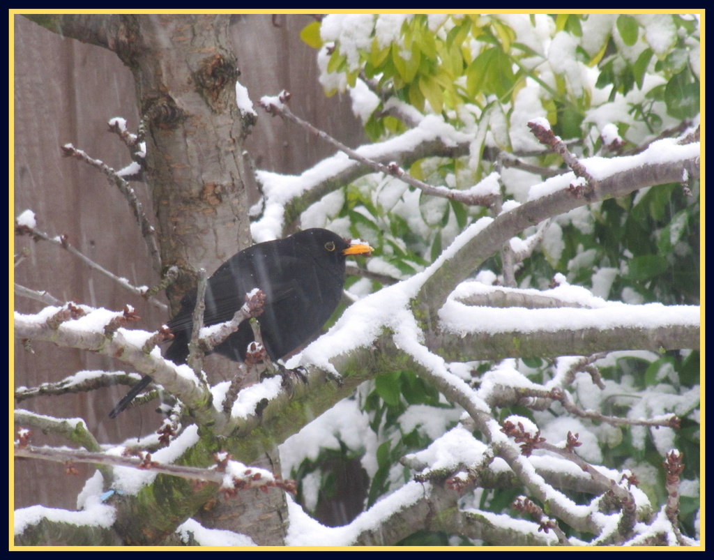 Blackbird in the cherry tree by busylady