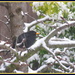 Blackbird in the cherry tree by busylady