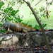 Beautiful iguana by bruni