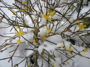 18th Jan 2013 - flowers in the snow