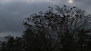 19th Jan 2013 - Eating Crow