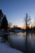 18th Jan 2013 - January Duck Pond