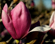 18th Jan 2013 - Tulip Magnolia