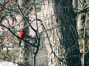 18th Jan 2013 - Cardinal